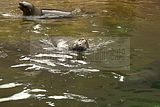 leipzig zoo-01_07_2011_zoo_allgemein_401